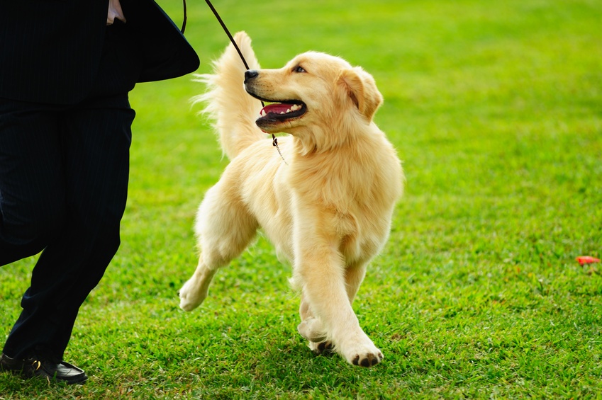 How to Get Your House Ready for a New Dog Kelly Bejelly As the weather starts to get nicer, you may be thinking about how nice it would be to have a dog around to take for walks, cuddle with, and just have around. However, it's a good idea to take a few precautions to ensure that you're getting ready for a dog to be in your house. Here are a few ways that you can get your house ready for a new pup!