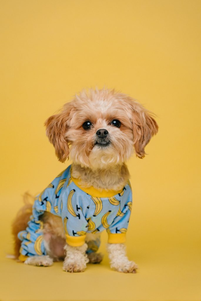 3 Natural Ways to Make Your Dog Healthier Kelly Bejelly The question about the health of a dog is one of the most important questions for every owner. Not only does owning a healthy dog mean that your furry friend will be less likely to get sick, but it also means your pet will live a long life.