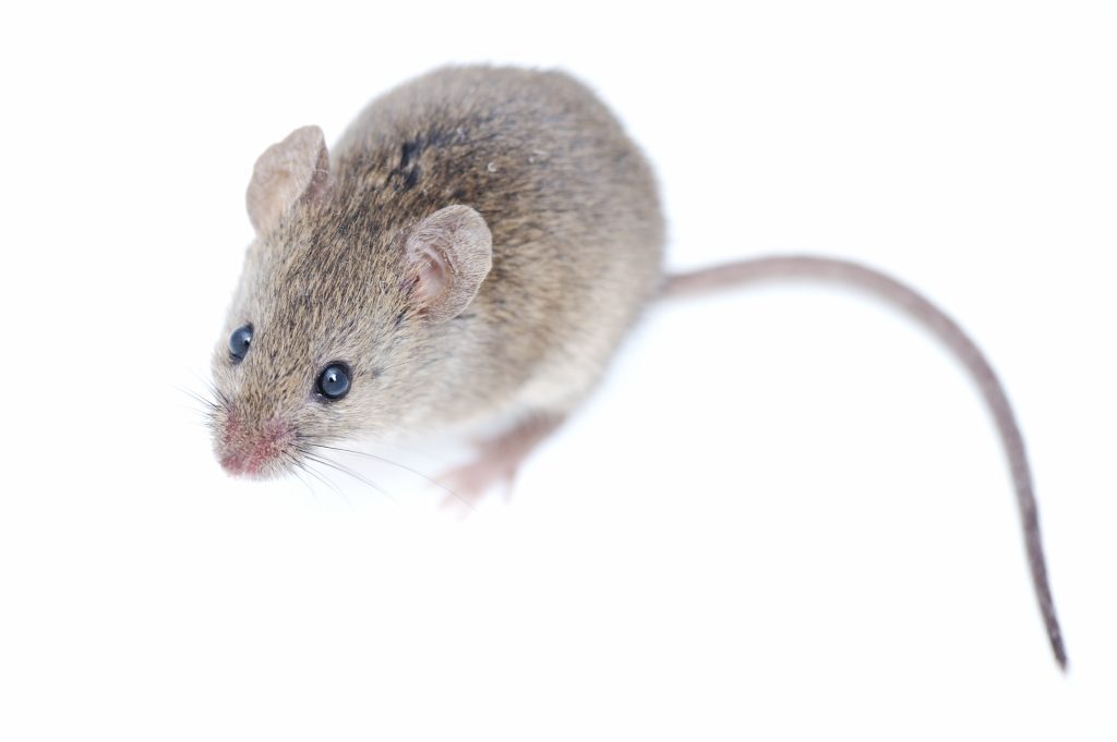 How Are Pests Affecting Your Family's Health? Kelly Bejelly Living in a home that's infested with pests presents several health risks for your family. Therefore, the moment you notice signs of an infestation, you should take immediate action. While the majority of pests will seem harmless, they can cause a lot of diseases. Read on to find out how pests can affect the health of your family.