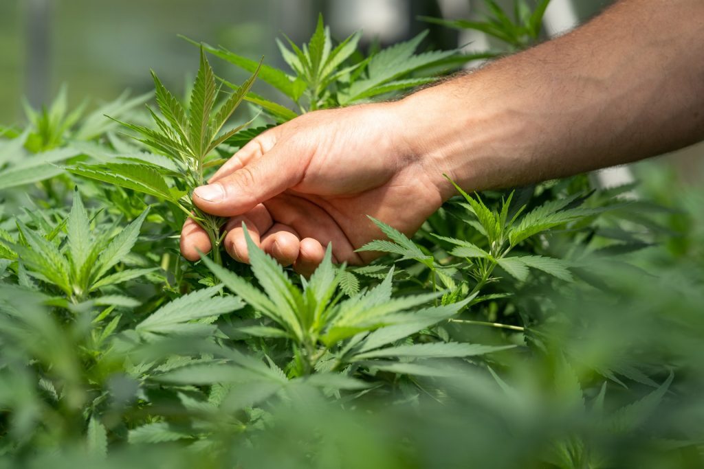 Is It Easy to Grow Marijuana at Home? Kelly Bejelly As of 2022, cannabis is legal for recreational use in eighteen states. here are even more states slated to pass recreational use laws in the future, so growing marijuana is more common than ever before. Now, with the ease of obtaining supplies, a person with a NY Medical Card can easily find everything they need to get started, including high-quality cannabis seeds.