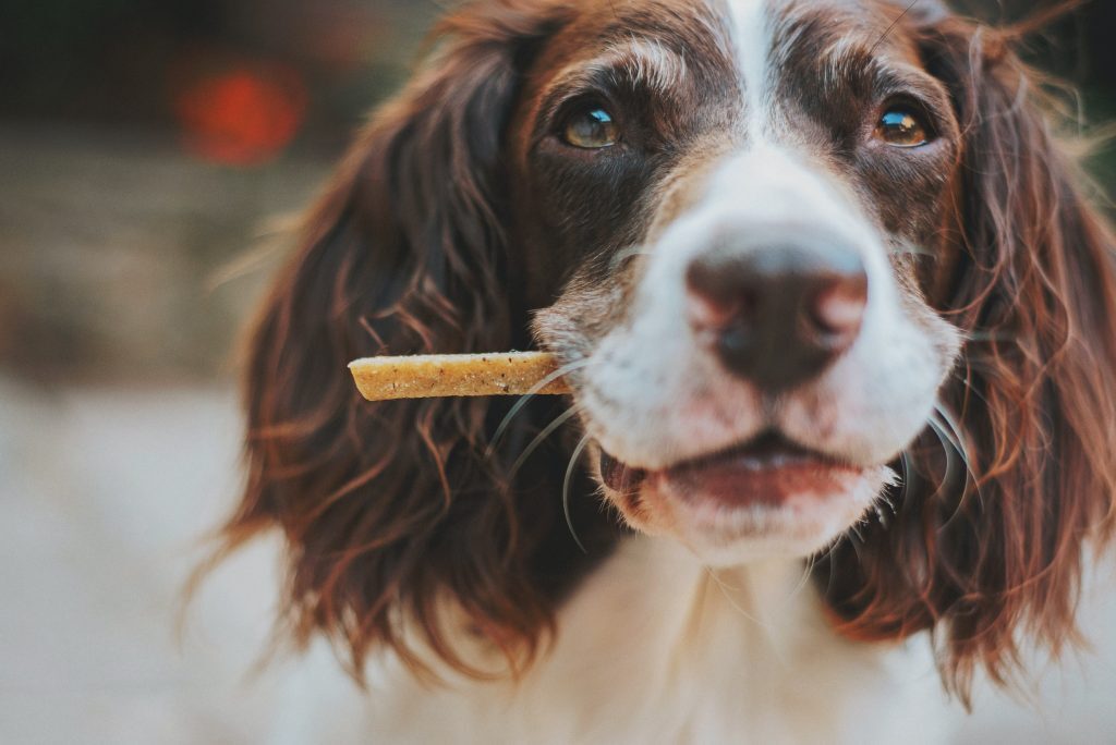 How to Make Your Own Dog Treats Kelly Bejelly Showing your dogs you love them isn’t limited to walks, pats, or belly rubs. Everybody loves a treat, and so does your canine buddy.