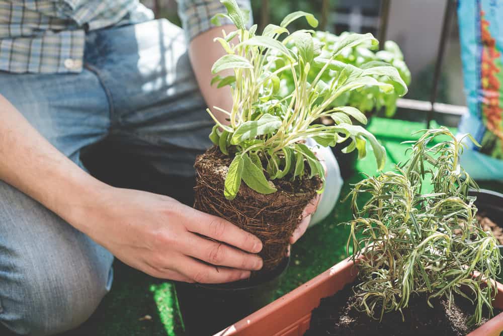 Eco-Friendly Tips for Your Home Garden Kelly Bejelly One of the benefits of having an eco-friendly landscape in your home is that the environment works for you and not against you. This means that, as a homeowner, you'll have minimal work in maintaining your beautiful space, attracting nature creatures like birds and insects who coexist with the beautiful garden you have laid out in your backyard. Although eco-friendly landscaping takes time to give you the real picture of your intent in your home, it lets the flowers you plugged into your garden flourish into a serene beauty.
