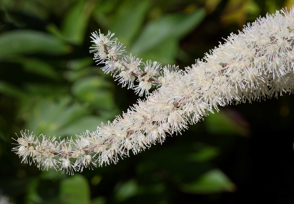 6 Helpful things to know about black cohosh Kelly Bejelly Close up image of black cohosh flowers for benefits posts.