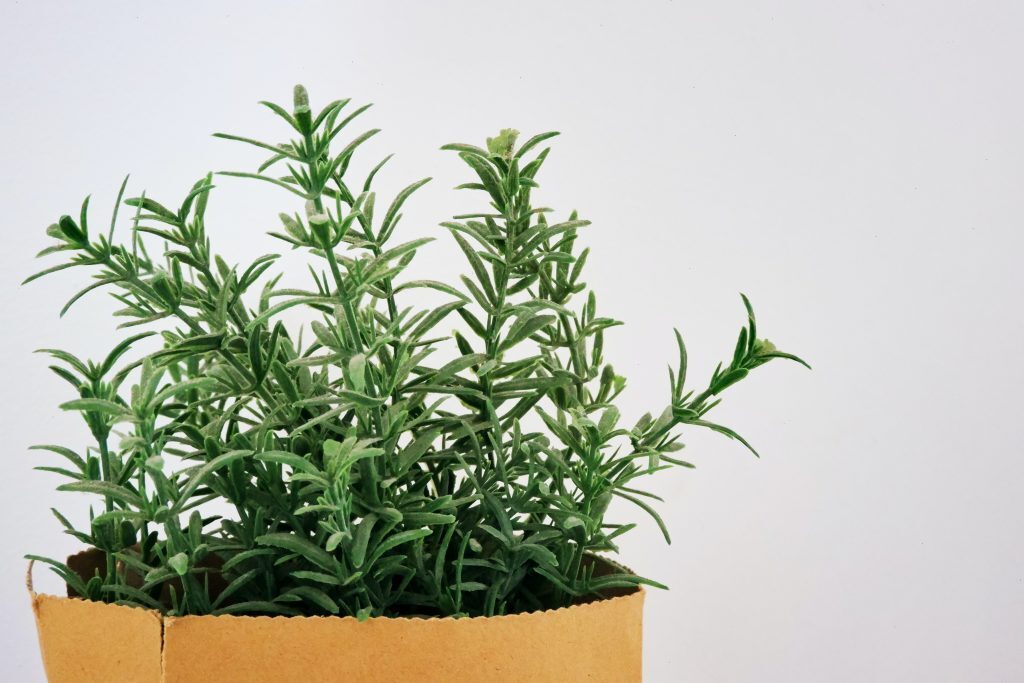 10 Rosemary Substitute in Your Pantry Kelly Bejelly Fresh rosemary in a small bag