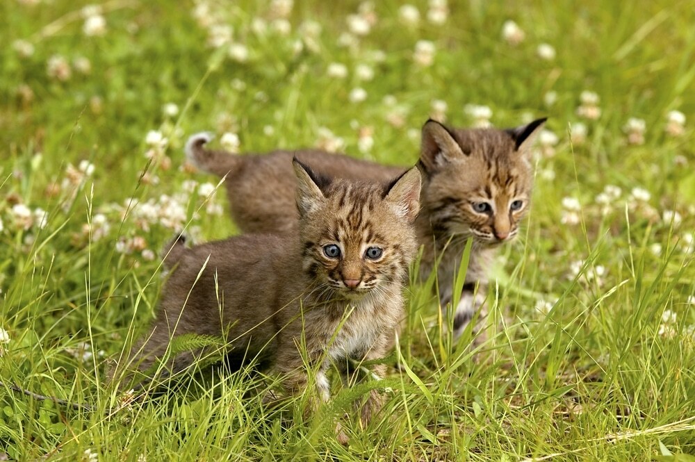 Tennessee Woman 'Rescues' Young Bobcat Mistaking It For Stray Kitten Kelly Bejelly Animals bring us some of the greatest joys on earth. Whether wild or domesticated, you'd be hard-pressed to find someone who doesn't have at least one animal that makes them go "Awwww!"