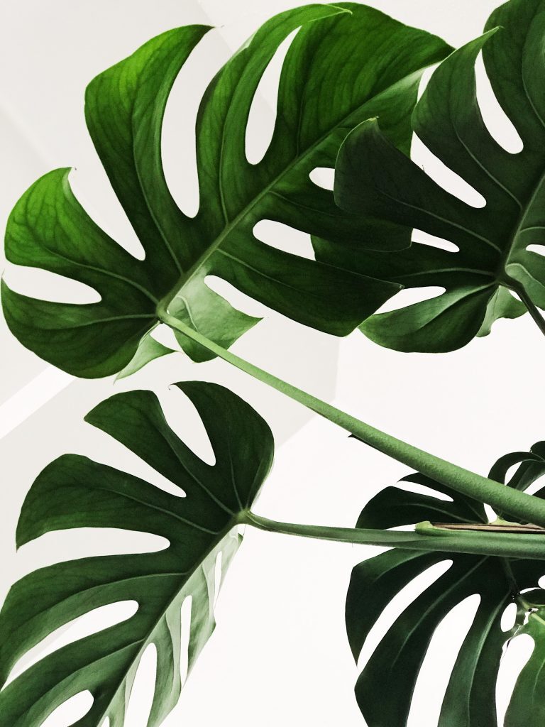 Split Leaf Philodendron: Everything you Need to Know Kelly Bejelly split leaf Philodendron close up