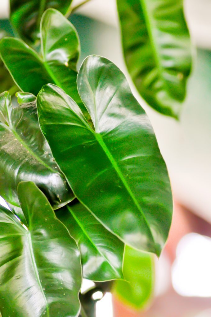 Split Leaf Philodendron: Everything you Need to Know Kelly Bejelly Close up of Spit leaf philodendron leaves in the garden
